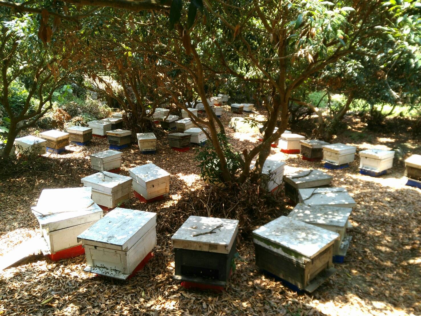 Island Honey 700g ~ Annual: Pre-Order begins in April