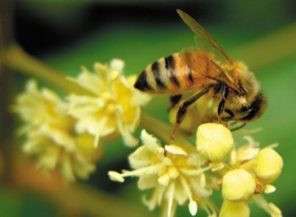 Island Honey 400g ~ Annual: Pre-Order begins in April